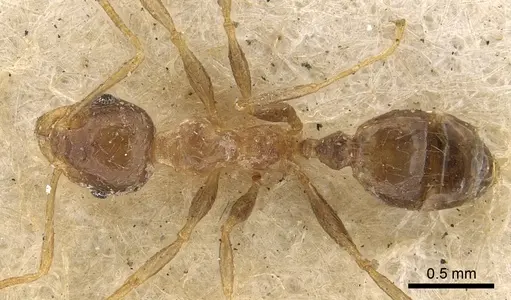 Pheidole irritans specimen CASENT0901311 image casent0901311_1