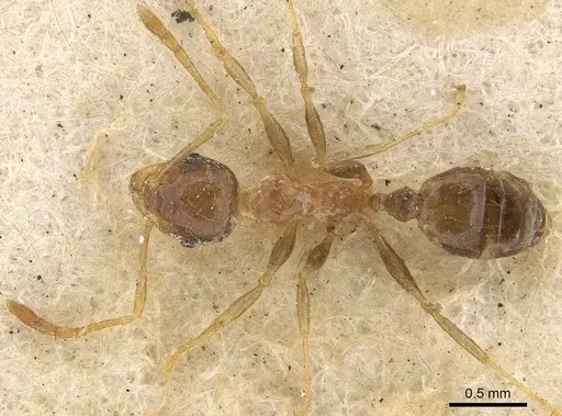 Pheidole irritans specimen CASENT0901311 image casent0901311_2