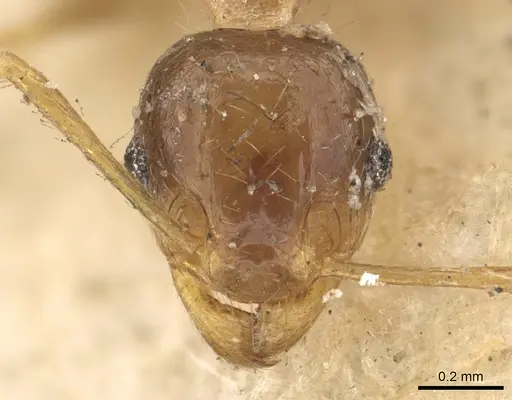 Pheidole irritans specimen CASENT0901311 image casent0901311_3