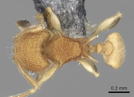 Pheidole isis specimen CASENT0219547 image casent0219547_2