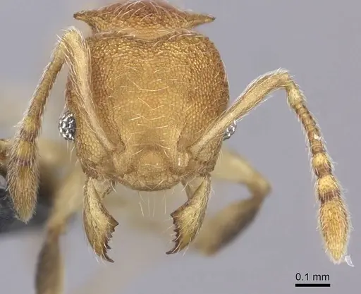 Pheidole isis specimen CASENT0219547 image casent0219547_3