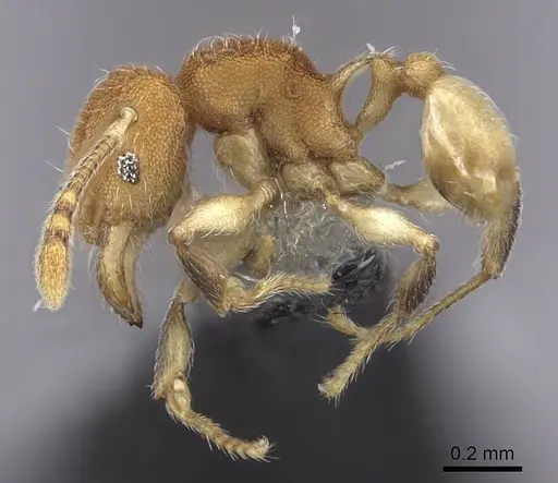 Pheidole isis specimen CASENT0219547 image casent0219547_6