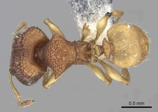 Pheidole isis specimen CASENT0219994 image casent0219994_1