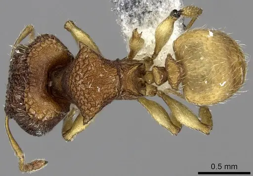Pheidole isis specimen CASENT0219994 image casent0219994_2