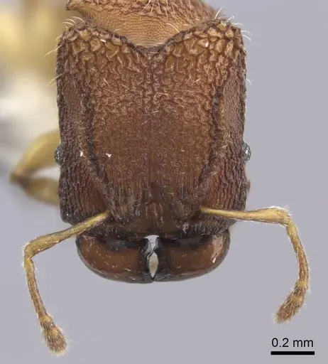 Pheidole isis specimen CASENT0219994 image casent0219994_3