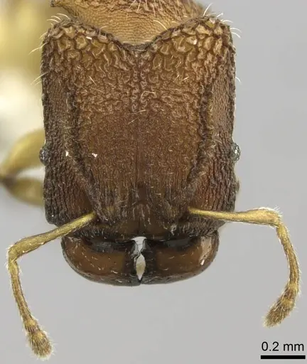 Pheidole isis specimen CASENT0219994 image casent0219994_4