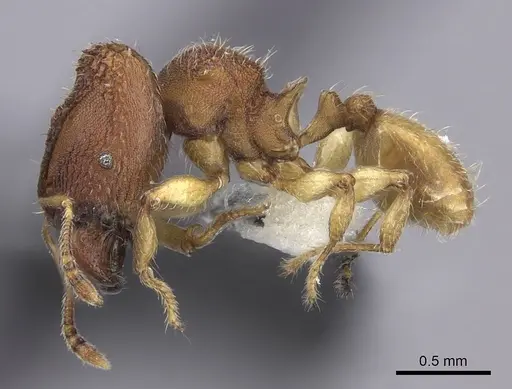 Pheidole isis specimen CASENT0219994 image casent0219994_6