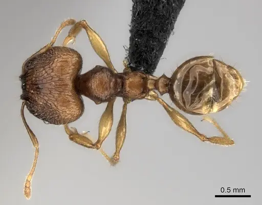 Pheidole itremo specimen CASENT0042639 image casent0042639_1