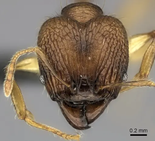 Pheidole itremo specimen CASENT0042639 image casent0042639_2
