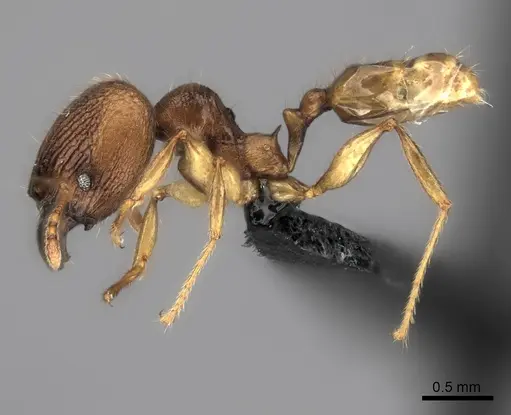 Pheidole itremo specimen CASENT0042639 image casent0042639_3