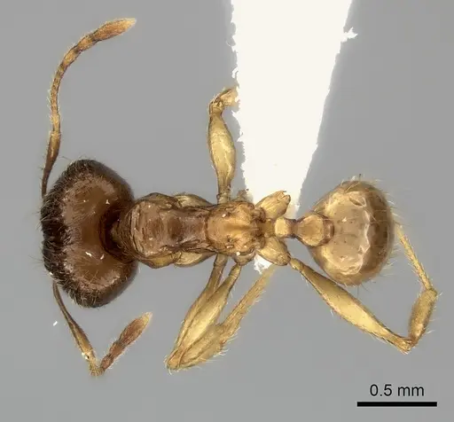 Pheidole itremo specimen CASENT0196944 image casent0196944_1