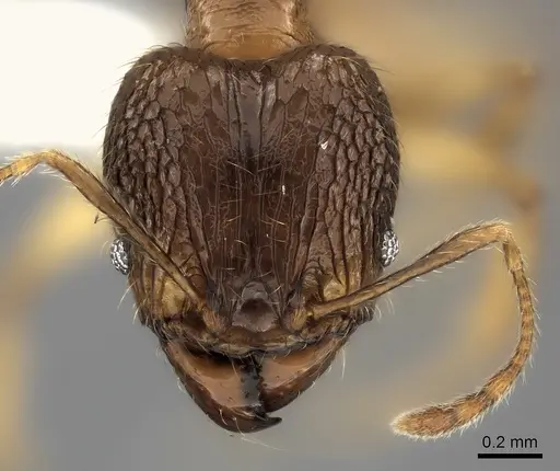 Pheidole itremo specimen CASENT0196944 image casent0196944_2