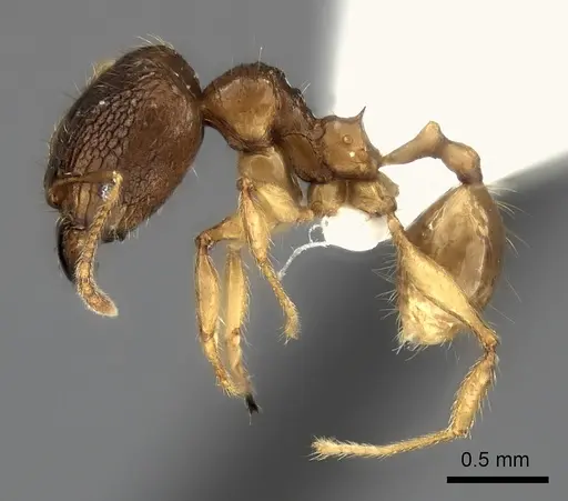 Pheidole itremo specimen CASENT0196944 image casent0196944_3