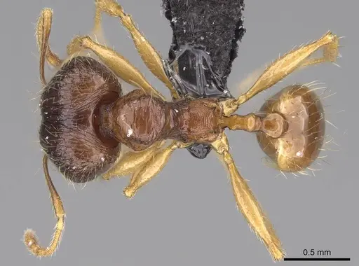 Pheidole itremo specimen CASENT0319221 image casent0319221_1