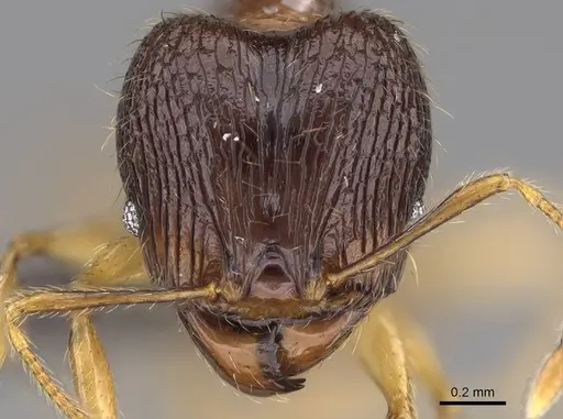 Pheidole itremo specimen CASENT0319221 image casent0319221_2