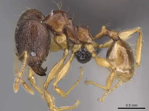 Pheidole itremo specimen CASENT0319221 image casent0319221_3