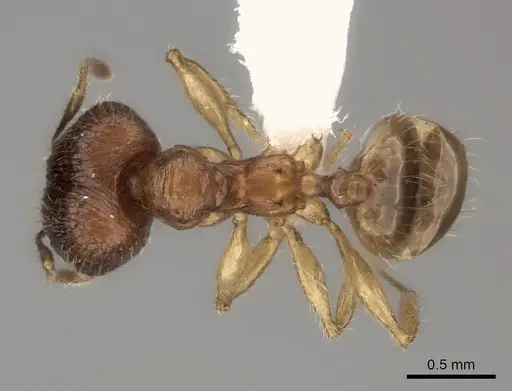 Pheidole itremo specimen CASENT0437179 image casent0437179_1