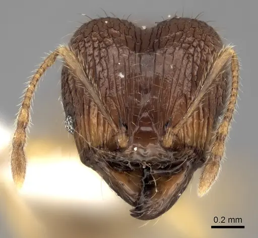 Pheidole itremo specimen CASENT0437179 image casent0437179_2