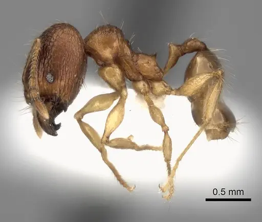 Pheidole itremo specimen CASENT0437179 image casent0437179_3