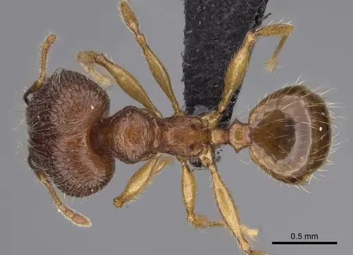 Pheidole itremo specimen CASENT0491584 image casent0491584_1