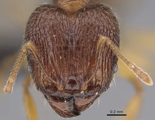 Pheidole itremo specimen CASENT0491584 image casent0491584_2