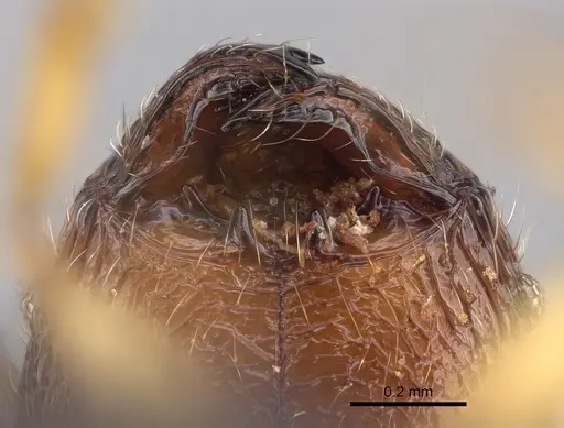 Pheidole itremo specimen CASENT0491584 image casent0491584_3
