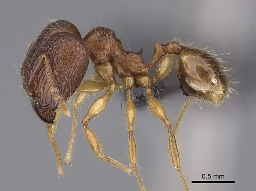 Pheidole itremo specimen CASENT0491584 image casent0491584_4