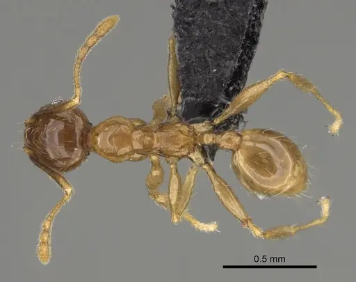 Pheidole itremo specimen CASENT0491586 image casent0491586_1