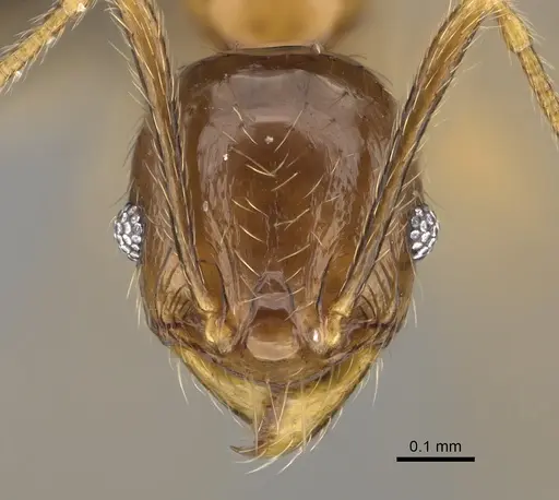 Pheidole itremo specimen CASENT0491586 image casent0491586_2