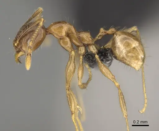 Pheidole itremo specimen CASENT0491586 image casent0491586_3