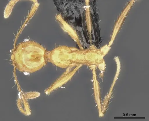 Pheidole jacobsoni specimen CASENT0284075 image casent0284075_1