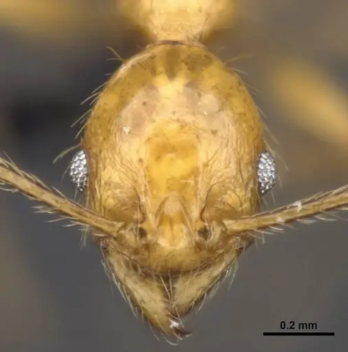 Pheidole jacobsoni specimen CASENT0284075 image casent0284075_2
