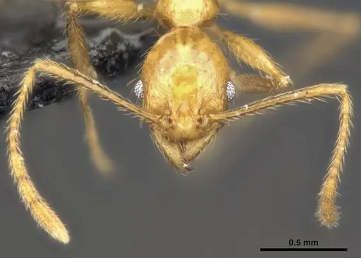 Pheidole jacobsoni specimen CASENT0284075 image casent0284075_3