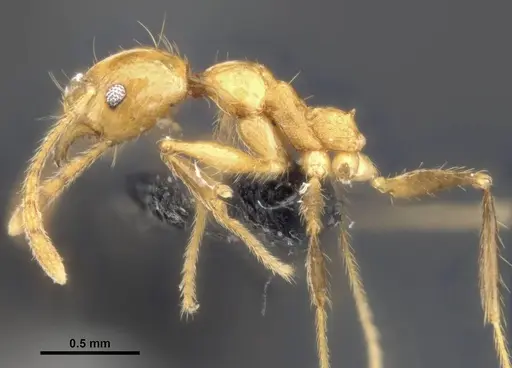 Pheidole jacobsoni specimen CASENT0284075 image casent0284075_4