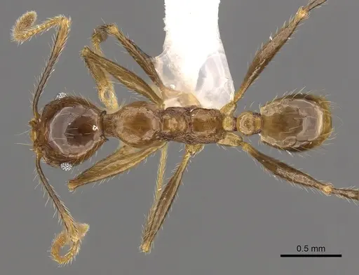Pheidole jacobsoni specimen CASENT0901636 image casent0901636_1