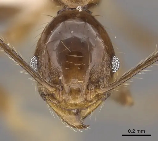 Pheidole jacobsoni specimen CASENT0901636 image casent0901636_2
