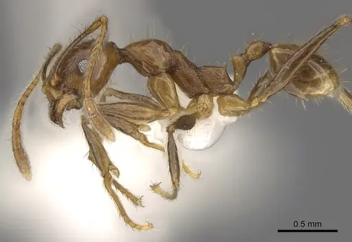 Pheidole jacobsoni specimen CASENT0901636 image casent0901636_3