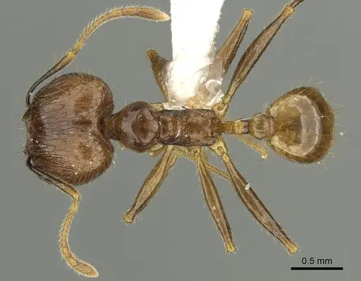 Pheidole jacobsoni specimen CASENT0901637 image casent0901637_1