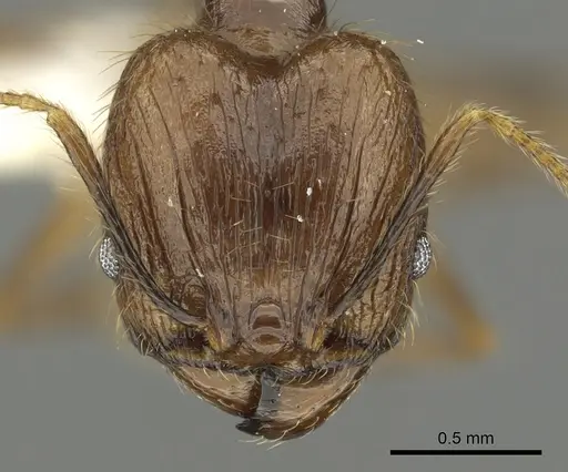 Pheidole jacobsoni specimen CASENT0901637 image casent0901637_2