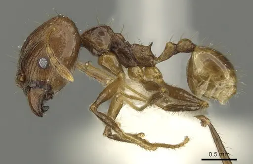 Pheidole jacobsoni specimen CASENT0901637 image casent0901637_3
