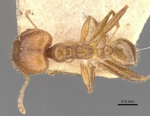 Pheidole jacobsoni specimen CASENT0907909 image casent0907909_1