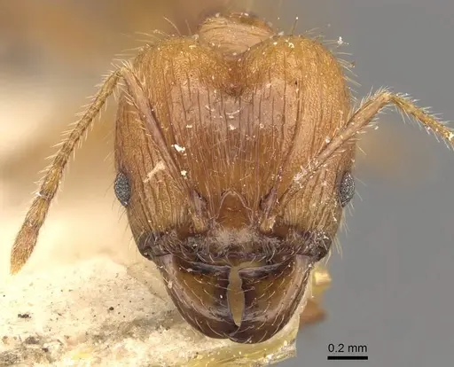 Pheidole jacobsoni specimen CASENT0907909 image casent0907909_2