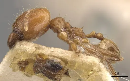 Pheidole jacobsoni specimen CASENT0907909 image casent0907909_3