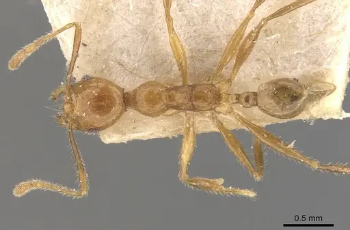 Pheidole jacobsoni specimen CASENT0907910 image casent0907910_1