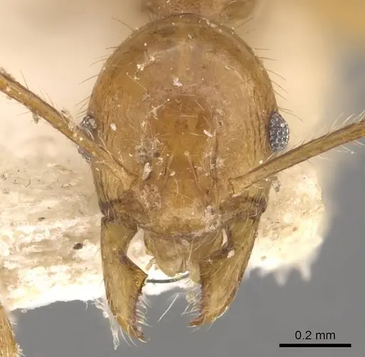 Pheidole jacobsoni specimen CASENT0907910 image casent0907910_2
