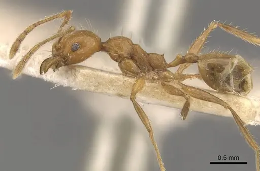 Pheidole jacobsoni specimen CASENT0907910 image casent0907910_3