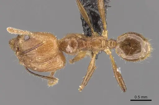 Pheidole jacobsoni specimen CASENT0907911 image casent0907911_1