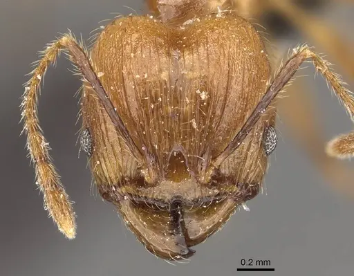 Pheidole jacobsoni specimen CASENT0907911 image casent0907911_2
