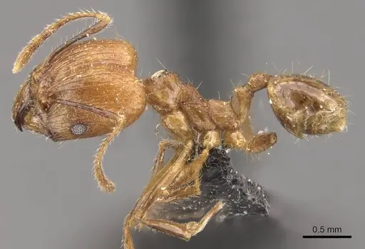 Pheidole jacobsoni specimen CASENT0907911 image casent0907911_3