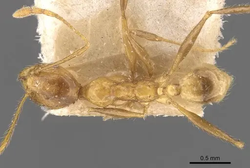 Pheidole jacobsoni specimen CASENT0907912 image casent0907912_1